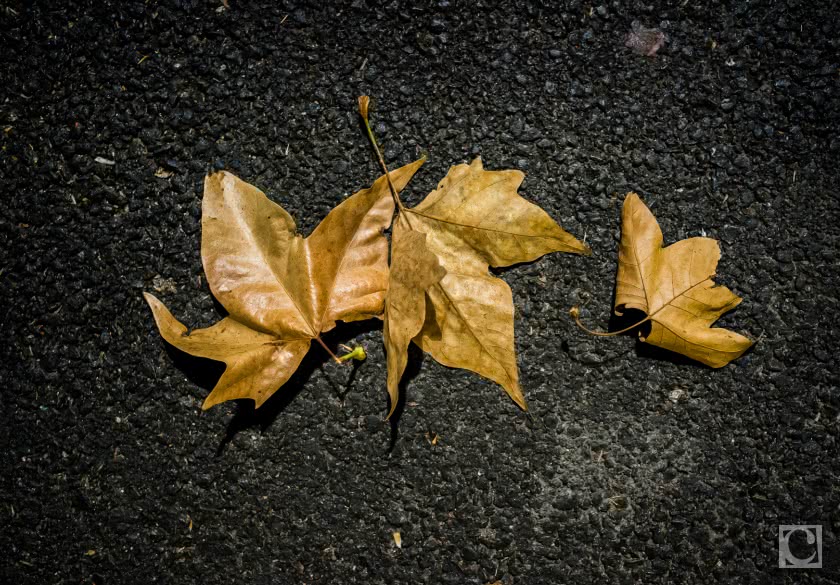 Feuilles de platane Feuilles de platane